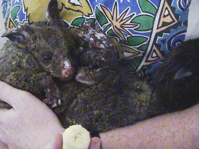 �Mango� with burn cream and about to enjoy some banana