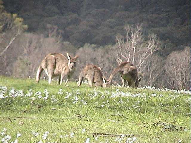 Springtime � Kangaroos amongst the wild flowers