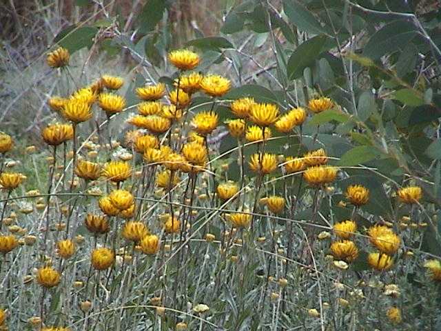 Nature�s dried flower arrangements