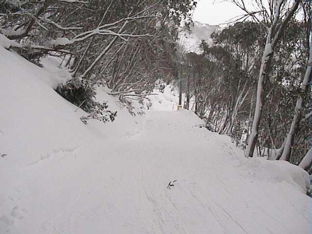 Yesterday�s groomed Bunny Walk