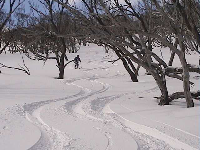 Mary�s line � between or around the trees?