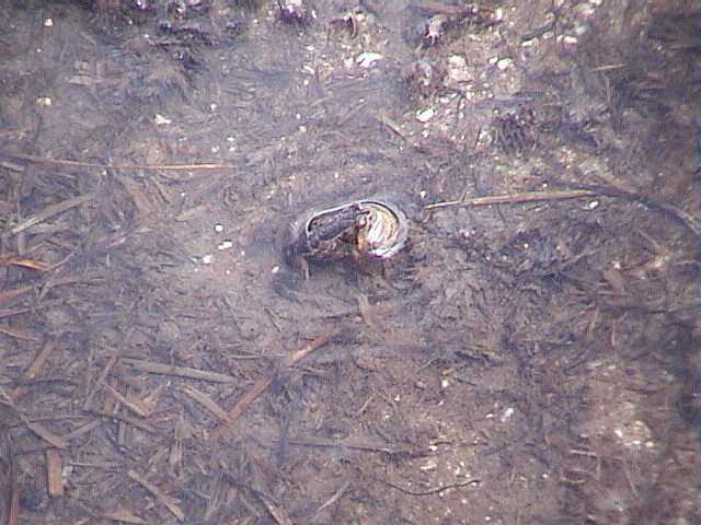 Frogs, frogs everywhere � a good environmental indicator