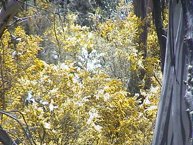 Flowers out on the lower slopes � no it�s not wattle