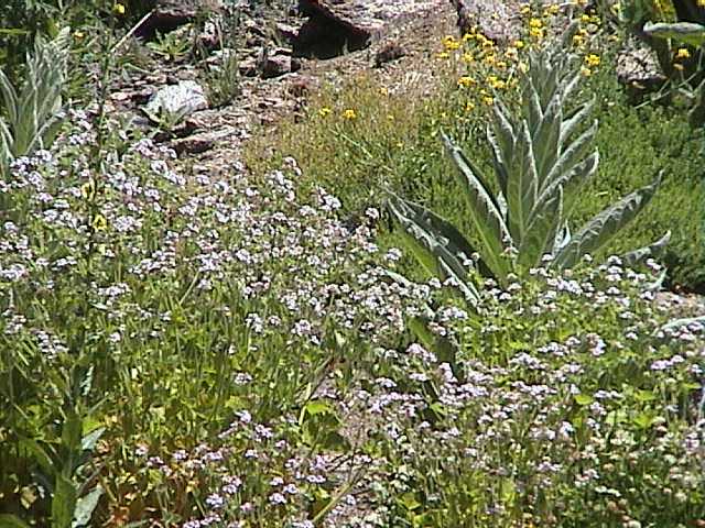 And more flowers �