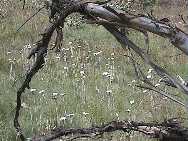 And more flowers �