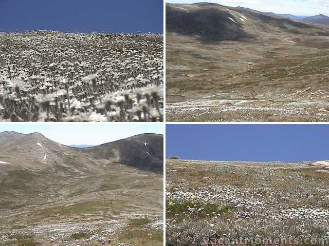 Fields of flowers above Seaman�s Hut