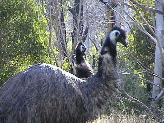 A rare double-headed emu I�ve named Zaphod