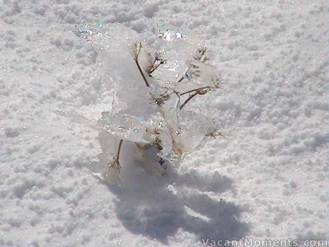 Nature�s Cryogenics