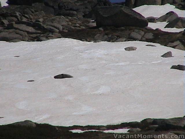 Lower main face � my tracks beside Roscoe�s