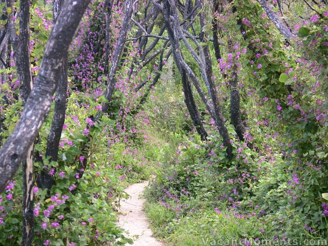 Path from the beach � not exactly alpine