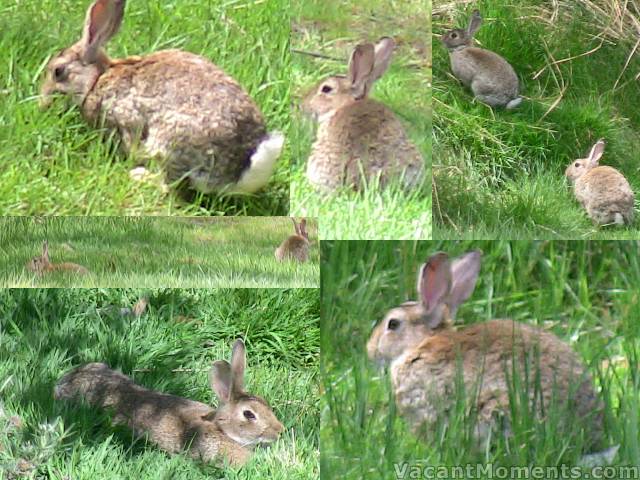 They�re everywhere to be found � even in broad daylight