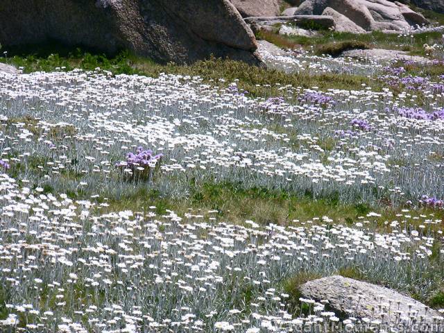 Floral spectacular � as brilliant as any fireworks display