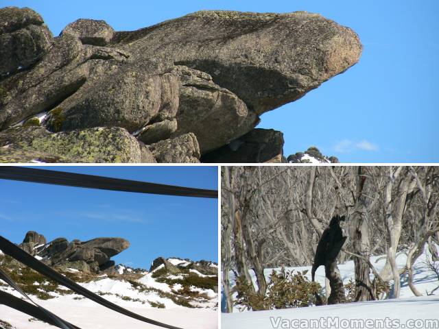 Have you seen Karel’s shark or the burnt tailed eagle?